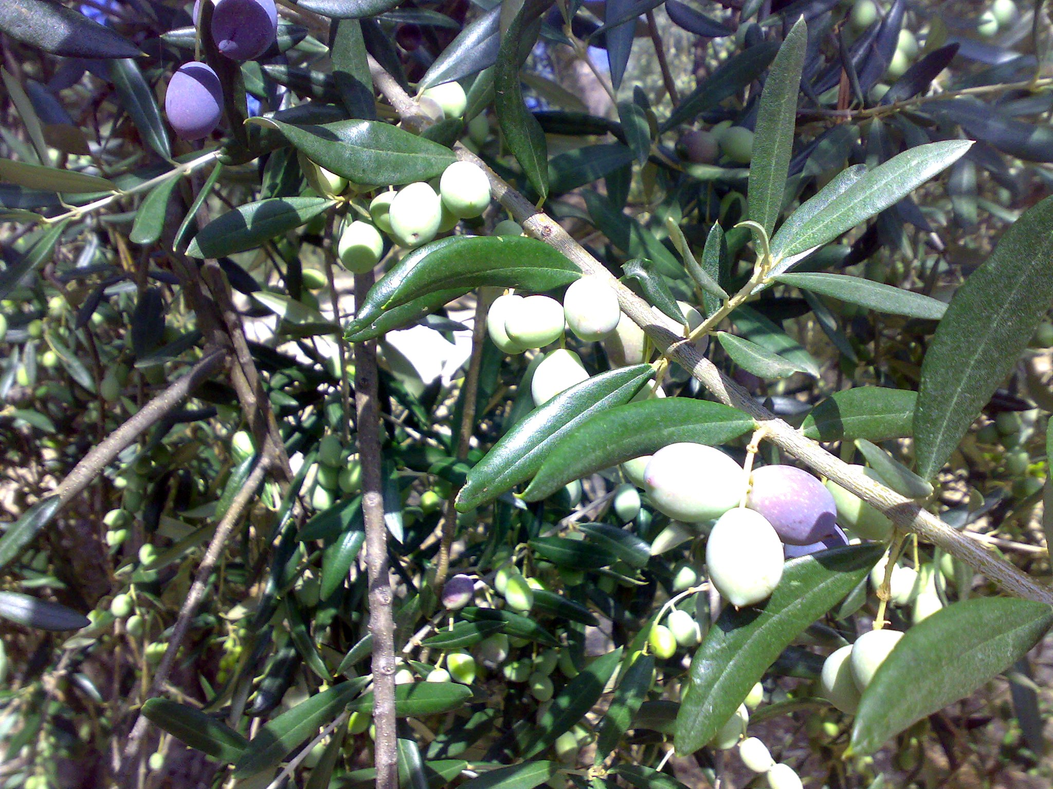 Oliva